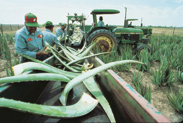 Aloe Vera Productie