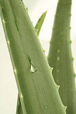 Aloe Vera Producten